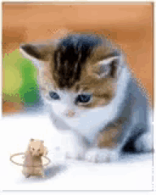 Kitten Mouse GIF - Kitten Mouse GIFs