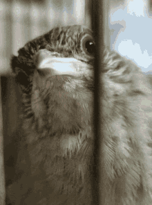 Bird Pukluk GIF