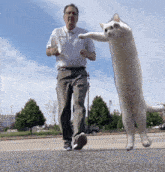 Nobikocoin Nobiko Coin GIF - Nobikocoin Nobiko Coin Long Cat Dance GIFs