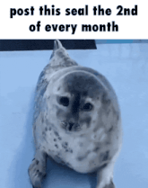 a seal is laying on a blue surface with the caption post this seal the 2nd of every month