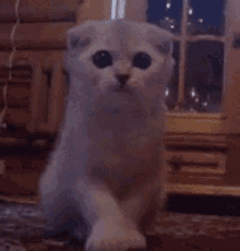 a scottish fold kitten is sitting on the floor in a room looking at the camera .