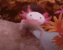 Ah Axolotl GIF - Ah Axolotl GIFs
