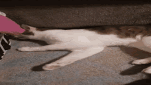 Chance Attack GIF - Chance Attack Cat GIFs