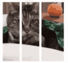 Cat 3d GIF - Cat 3d GIFs