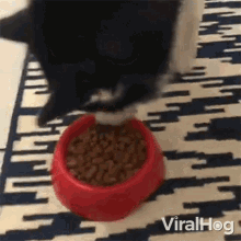 Eating Viralhog GIF - Eating Viralhog Hungry GIFs