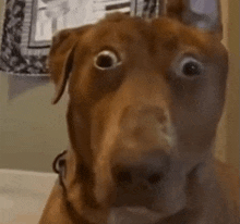 a close up of a brown dog 's face with a surprised look on its face .