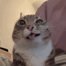 a cat is sticking its tongue out and looking at the camera