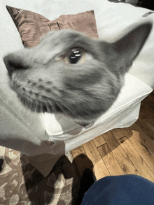 a gray cat sitting on a white couch looking up