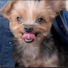 a small dog with its tongue hanging out is being held by a person