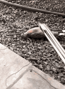 Pigeon Dead Pegion GIF - Pigeon Dead Pegion Grill GIFs