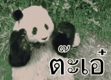 panda peekaboo