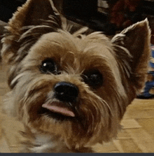 a close up of a small brown dog with its tongue out