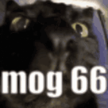 Mog66 GIF - Mog66 GIFs