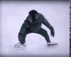 chimp-ice-skating.gif