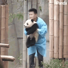 抱着 熊猫护理员 GIF - 抱着 熊猫护理员 熊猫 GIFs