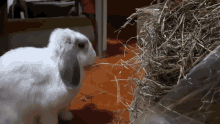 Coniglio Coniglietto GIF - Coniglio Coniglietto Coniglio Che Mangia GIFs