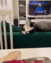 Cat Look Up GIF - Cat Look Up GIFs