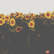 Sunflower Sunflowers GIF - Sunflower Sunflowers Flowers GIFs