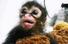 Mitskidiamandis Monkey GIF - Mitskidiamandis Monkey Eating GIFs