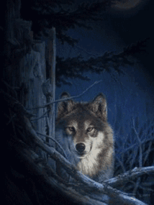 Wolf Night GIF - Wolf Night Stare GIFs