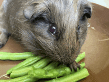 a guinea pig is eating green beans on a plate