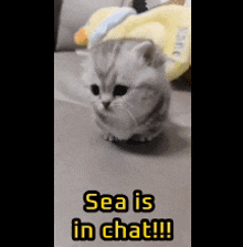 Sea Is In Chat Kiten GIF - Sea Is In Chat Sea Kiten GIFs