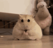 Buzka Hamster GIF - Buzka Hamster Chomik GIFs