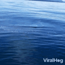 Breathing Whale Viralhog GIF - Breathing Whale Viralhog Blowhole GIFs