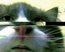 Hey Cat GIF - Hey Cat GIFs