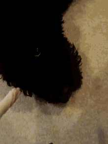 Lilo Dog GIF - Lilo Dog Treats GIFs