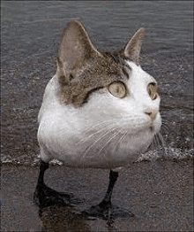 Duck Cat GIF