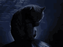 Cat Licking GIF - Cat Licking Grooming GIFs