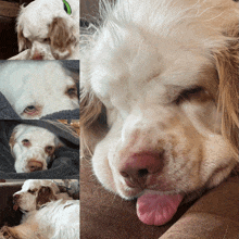 a collage of four pictures of a white dog