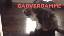 Kat Cat GIF - Kat Cat Nietkrien GIFs
