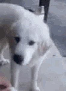 Dog Disgusted Face GIF - Dog Disgusted Face No GIFs