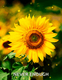 Gliitering Yellow Flower Sunflower Glitter GIF - Gliitering Yellow Flower Sunflower Glitter GIFs