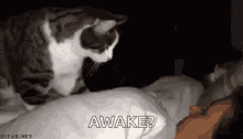 Cat Wake Up GIF
