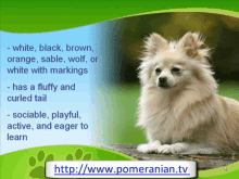 Where Do Pomeranian Dogs Come From GIF