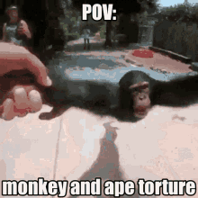 Monkey Pov GIF - Monkey Pov Meme GIFs