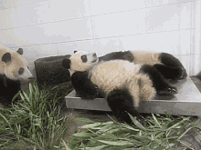 Surprise Panda GIF - Surprise Panda Shock GIFs