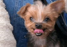 a small dog sticking its tongue out while being held by a person