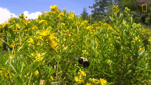  wildflower honey GIF