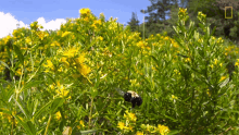 Hovering National Honey Bee Day GIF