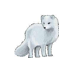 Arctic Fox Polar Fox Sticker - Arctic Fox Polar Fox Stickers
