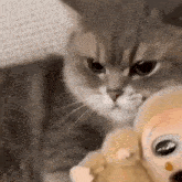 a cat is holding a stuffed animal in its paws and looking at the camera .