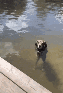 Dog Water Walk Stand GIF