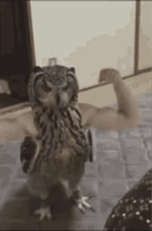 owl flexing gym bird with arms owl gym