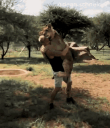 Hugging A Lion Dean Schneider GIF - Hugging A Lion Dean Schneider Dean Schneider Vlogs GIFs