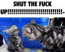 Silly Cat Mad GIF