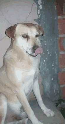 Cachorro Dog GIF - Cachorro Dog Tongue Out GIFs